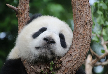 China's ginat panda
