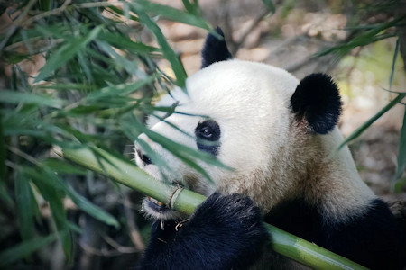 China Giant Panda Eating Bamboo